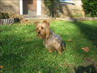 Quel poids ne doit pas dépasser un Yorkshire Terrier pour qu'il puisse être "confirmé" ?