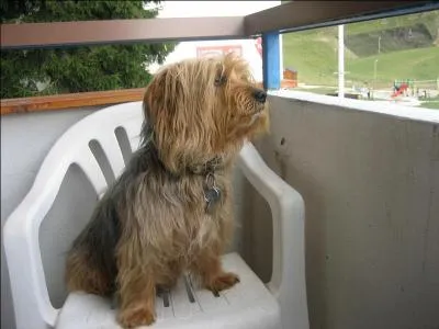 A en juger par l'image, quel poids pouvait bien atteindre mon York qui était un "pure race" mais non confirmé ?