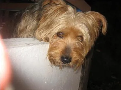 Pour quelle raison enregistre-t-on de telles différences de poids pouvant varier d' 1, 5 kg à 10 kg chez un York ?