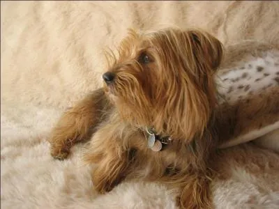 Le Yorkshire Terrier est un chien très émotif :