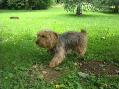 A quoi étaient destinés les yorkies à leur origine ?