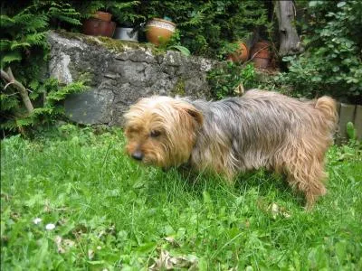 Le Yorkshire court très vite :