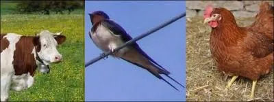 Qui a l'espérance de vie la plus courte ?