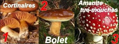 Lequel de ces champignons est comestible ?