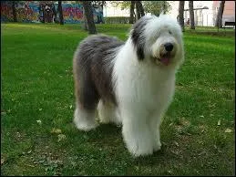 Quelle est la race de ce chien ?