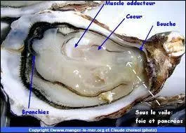 Combien d'ufs peut pondre une huître ?