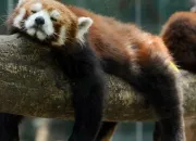 Quiz Les animaux en dormant