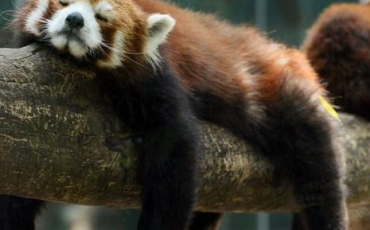 Quiz Animaux bizarres