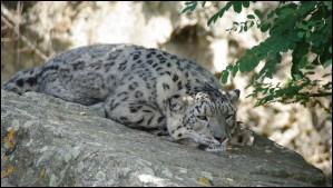 Houlala ! J'espère que cet animal ne va pas glisser, surtout que, dans son milieu naturel, ça peut faire très mal de tomber. Avec ce petit indice trouverez-vous qui il est ?