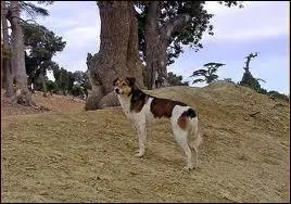 Le poil de ce chien, appelé Aïdi, le protège du froid ainsi que du soleil sévissant dans cette chaîne de montagne dont le point culminant est le Jbel Toubkal. Quelles sont ses origines ?