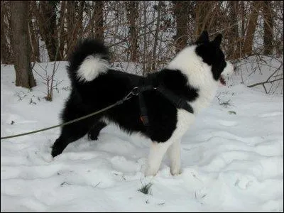 Ce chien d'ours de Carélie est de taille moyenne, robuste, fort, un peu plus long que haut. Son poil est noir avec des marques blanches sur la tête, le cou, la poitrine ... Oui, mais où se trouve la Carélie ?