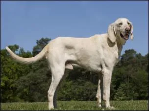 Ce magnifique chien de chasse, bien bâti, au poil ras, à la tête fine, a pour nom d'origine Billy. Il descend des chiens blancs des rois depuis François 1er. De quelle famille est-il ?
