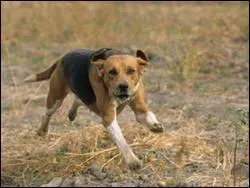 Quel nom porte ce chien dont la robe va du noir à l'orange, fait pour "harceler" le lièvre à la course ?