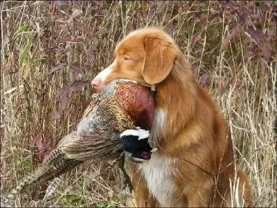 Voilà un spécialiste du rapport du canard. Le crâne est large, le museau effilé, les oreilles triangulaires. Sa robe peut présenter toutes les nuances du rouge à l'orange. De caractère gai et enjoué, il fait un excellent compagnon. Dans quelle catégorie entre-t-il ?