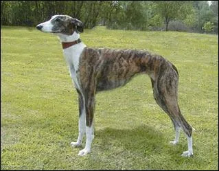Il est le produit du lévrier asiatique et du lévrier celte. Avec du sang de Greyhound, il est devenu plus rapide. Comment est le pelage de ce galgo espagnol ?