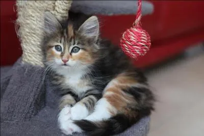 Sa queue est longue et touffue, elle peut toucher le cou.