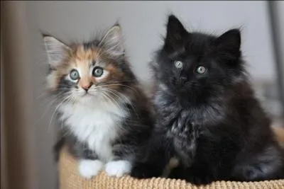 Son caractère n'est pas sportif du tout.