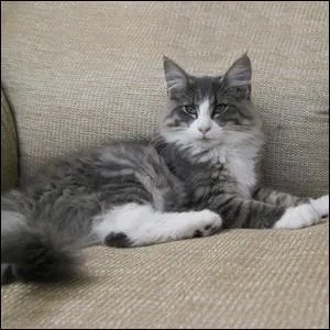 Il peut maîtriser sans difficulté des proies de dimension importante comme le lièvre.