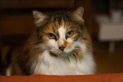 En norvégien, "chat norvégien" se dit "Norja metsäkissa".