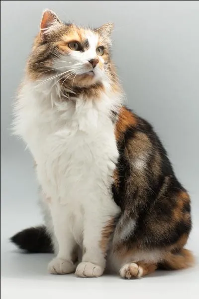 Il redescend des arbres la tête en bas.