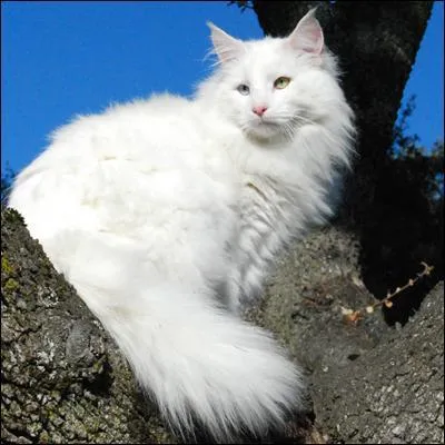 Les chats norvégiens n'ont jamais de petites touffes de poils à la manière des oreilles de lynx.