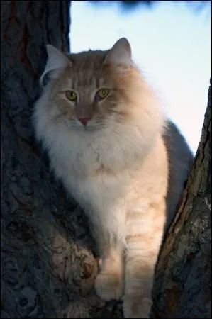 La robe de ce chat est dite "red tabby".