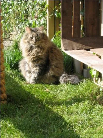 Ses yeux sont en amande.