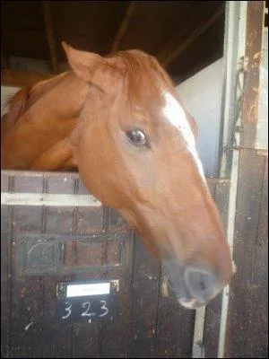 Comment est le cheval lorsqu'il a les oreilles couchées en arrière ?