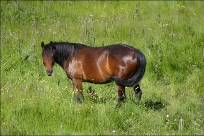 De quelle robe est ce cheval ?
