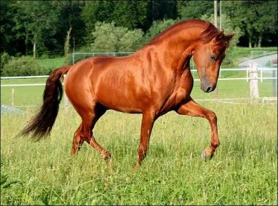 De quelle robe est ce cheval ?