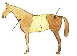 Le cheval est "divisé" en 3 parties, quels en sont les éléments ?