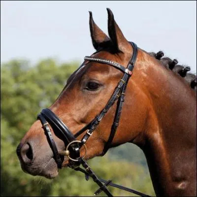 Quelles parties du filet existent parmi celles-ci ?