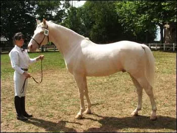 Lorsque l'on tient son cheval en main, quelles consignes de sécurité faut-il appliquer ?