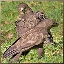 La Buse variable a une taille d'environ 50 à 55 cm de long.