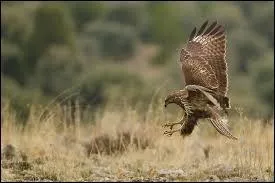 Elle peut pondre deux à quatre ufs par année.