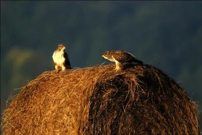 La largeur de ses ailes est de 56 à 58 cm.
