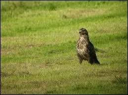 Elle se nourrit essentiellement de rongeurs, de reptiles, d'insectes et de petits oiseaux.