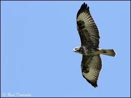 Cette espèce a été trouvée fin mars 2003.