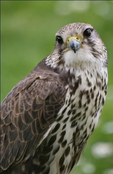 En allemand, la Buse variable se dit "Bussard".
