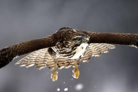 Quiz Rapaces