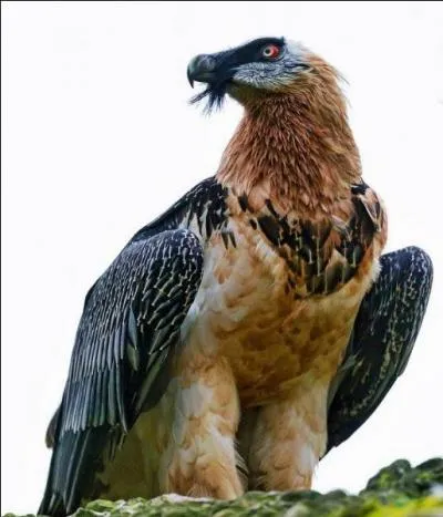 (Animaux) Quelle est la principale nourriture du gypaète barbu ?