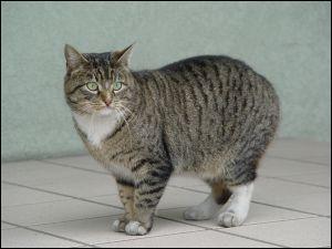 (Animaux) Sur l'île de Man, il existe un chat ayant une particularité bien spécifique. Quelle est-elle ?