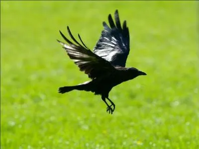 Vous avez parfaitement compris le principe, c'est à tire-d'aile que vous vous abattez sur la réponse.