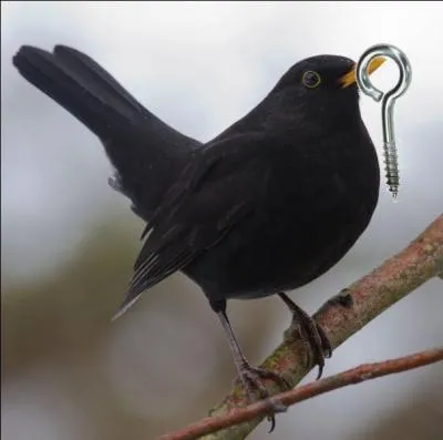 Tous les verbes s'envolent, dit-on, mais les écrits (vains) aussi, parfois... Et même à tire-d'aile, n'est-ce pas ?