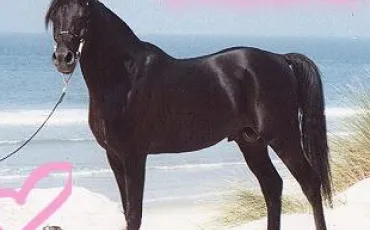 Quiz Galop 1