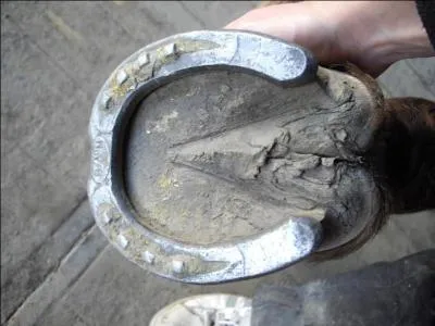 Lorsque l'on cure les sabots d'un cheval, quelle partie ne doit-on pas toucher ?