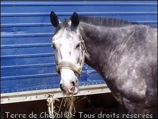 Pour changer de côté de son cheval à l'attache, comment doit-on s'y prendre ?