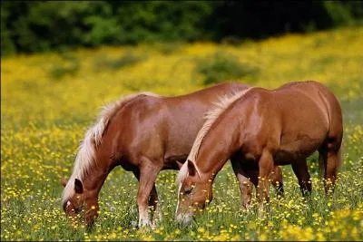 Lorsque je ramène mon cheval au pré, je dois prendre quelques précautions, lesquelles ?