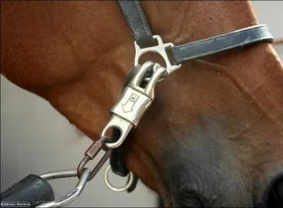 Lorsque l'on dit qu'un cheval "tire au renard", que signifie cette expression ?