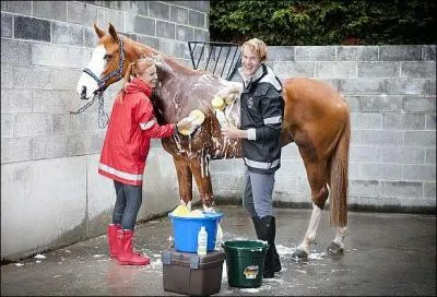 Avant de seller et de brider un cheval, on doit d'abord le panser. Dans quel ordre doit-on passer le matériel de pansage ?